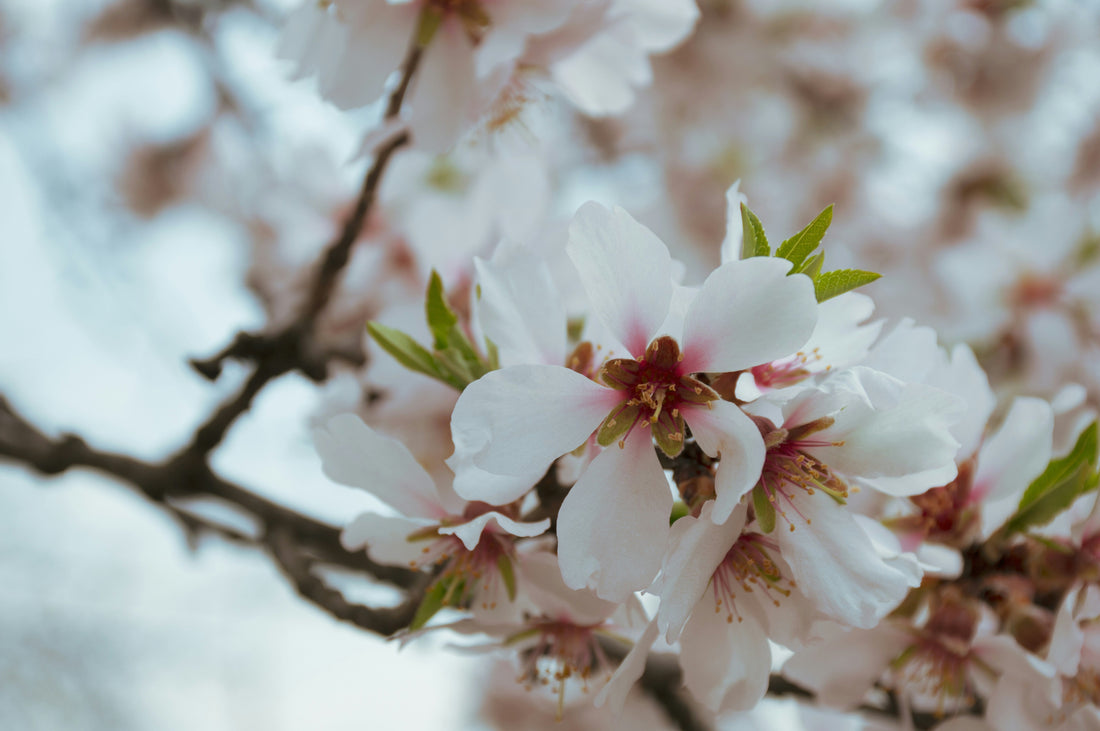 Fiore di mandorlo: tra magia e splendore